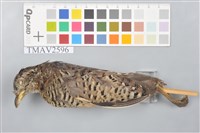 藏品(棕三趾鶉)的圖片